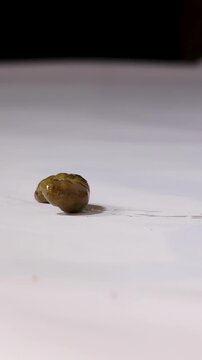 Close Up of Hydrosaurus Lizard Defecating on a White Surface