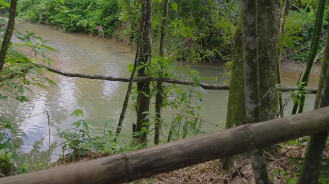 R&iacute;o de bamb&uacute; en entorno natural tropical