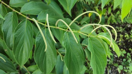 Obraz premium Wild Betel Leaf Plant (Piper angustifolium) with Flower Spikes Close Up