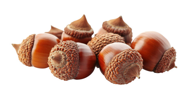 A pile of acorns with a white background