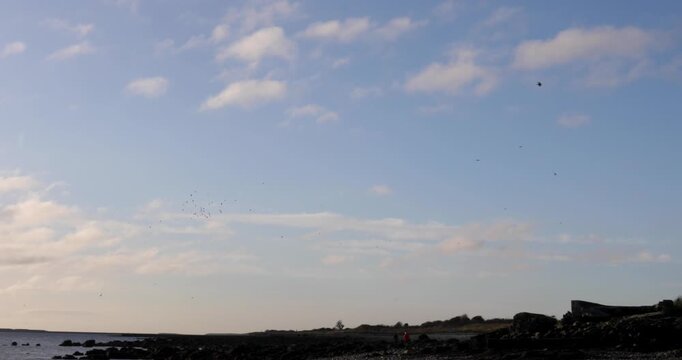 A distant flock of seagulls fighting and squabbling mid-flight during sunset