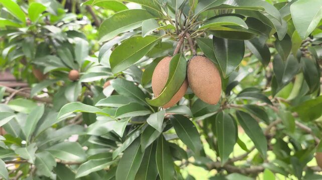 Fresh ciku fruits hang naturally from a leafy tree branch. The brown, oval fruits are ripening under the sun. This tropical tree is common in Malaysian orchards and home gardens.
