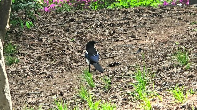 Oriental magpie - Pica pica serica - with striking black and white plumage foraging among dry leaves and fresh spring grass in Seoul park, urban wildlife moment