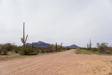 landscape in the desert