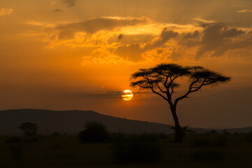 Fototapeta premium Stunning african sunset and acacia tree silhouette
