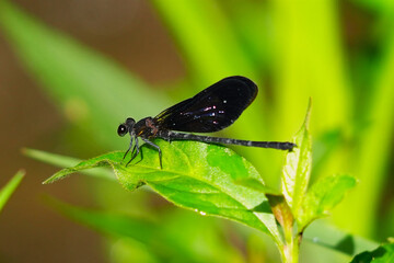 Close up of a beautiful and exotic damselfly perched on a plant