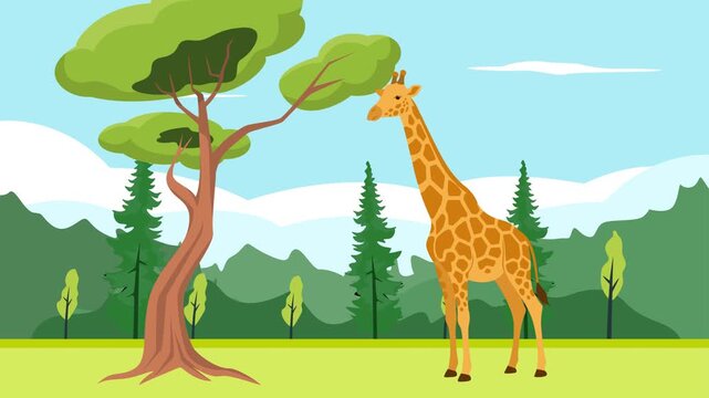 Giraffes eat leaves. Wild Animal concept. Full length animation illustration. High quality&nbsp;4k&nbsp;footage