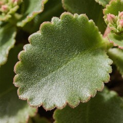 Kalanchoe Leaf Thick serrated oval leaves with a velvety texture