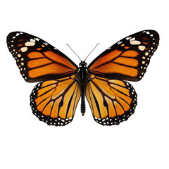 Obraz premium Monarch Butterfly Isolated on Transparent Background