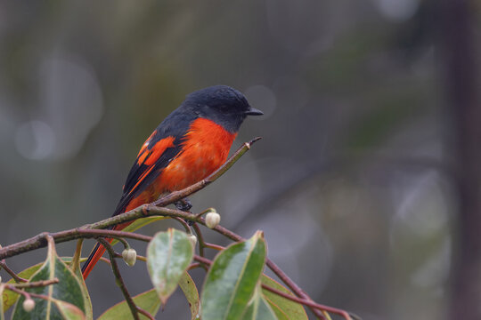 Grey-chinned minivet displaying its vibrant plumage while perched on a branch