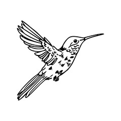 Fototapeta premium detailed black and white hummingbird for nature design