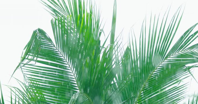 Coconut tree in rainy