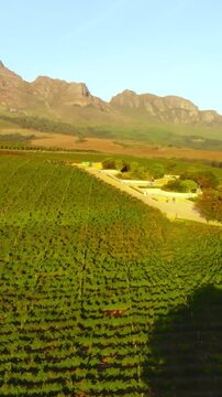 sunlit drone casting shadows across vineyard, drone gliding above lush vineyard during sunset glow. Media