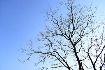branches of big tree on blue sky background
