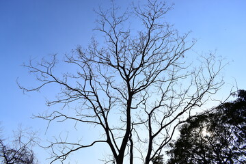 branches of big tree on blue sky background