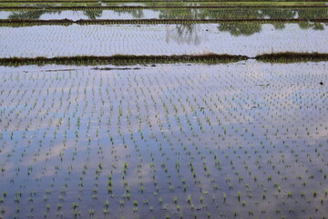 rice paddy agriculture farm, natural background