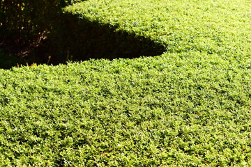 green leaf tree background with sunlight in springtime