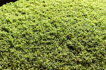 green leaf tree background with sunlight in springtime