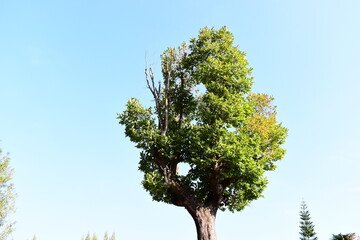 beautiful big tree with blue sky background