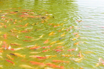 colourful crap fish in natural pond