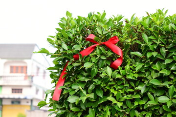red ribbon on green leaf background