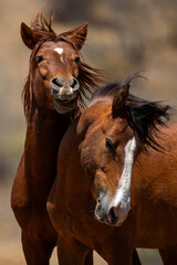 Obraz premium Fierce Wild Horse Stallions Fighting for Dominance at Salt River Arizona United States