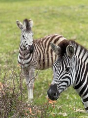 Mom and baby zebra