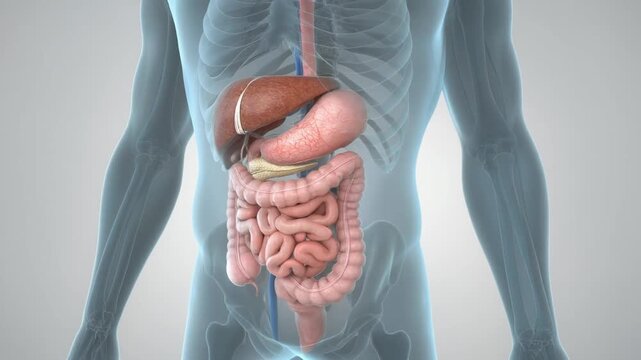 3D rendering of the human digestive system showing internal organs within a translucent body outline for medical education.
