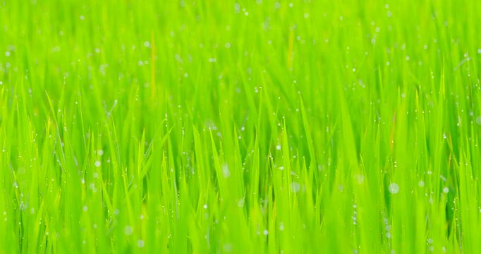 Drop on green grass background