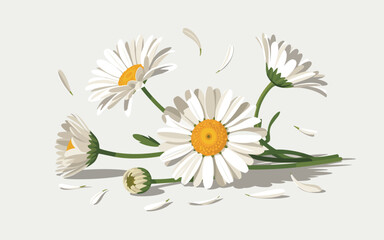 Daisies scattered on a plain background viewed from directly above with petals and stems visible