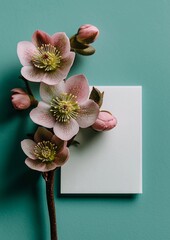 Minimalist Spring Floral Banner with Blank White Card and Hellebores on Green Background, Pastel Studio Photography with Large Copy Space
