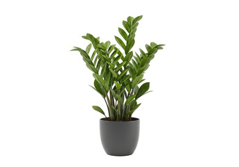 A vibrant green ZZ plant in a modern dark gray pot, isolated on a clean white background, symbolizing growth and natural beauty.