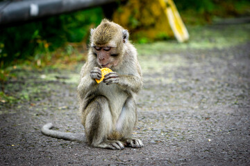 Obraz premium Macaca fascicularis (long-tailed macaque, cynomolgus macaque) in the nature. Monkey is eating biscuit.
