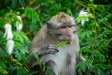 Fototapeta premium Macaca fascicularis (long-tailed macaque, cynomolgus macaque) in the nature. Monkeys are eating calliandra seeds.