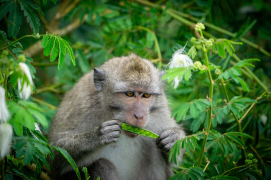 Macaca fascicularis (long-tailed macaque, cynomolgus macaque) in the nature. Monkeys are eating calliandra seeds.