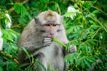 Fototapeta premium Macaca fascicularis (long-tailed macaque, cynomolgus macaque) in the nature. Monkeys are eating calliandra seeds.