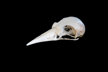 Obraz premium Close Up Crow Skull Side Profile Facing Left