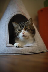 thai cat , old cat in thailand