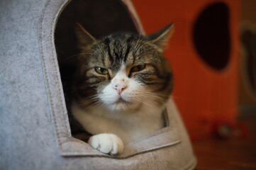 thai cat , old cat in thailand