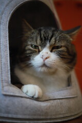 thai cat , old cat in thailand