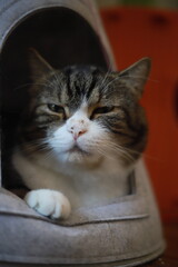 thai cat , old cat in thailand