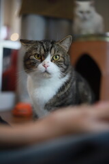 thai cat , old cat in thailand