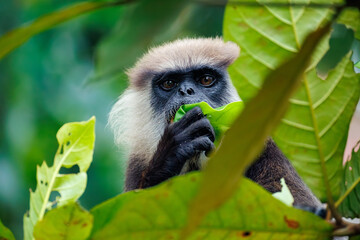 Obraz premium portrait of a large black monkey