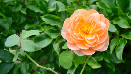 A beautiful yellow rose isolated in a sunny garden.