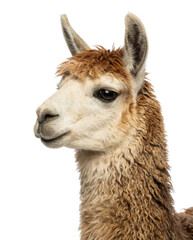 Fototapeta premium Close-up portrait of brown and white alpaca head with fluffy fur, side profile, Isolated on white background