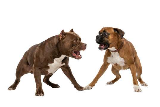 Two brown dogs snarling and lunging in fight or aggressive confrontation, studio cutout Isolated on white background