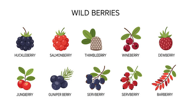 Illustration displaying ten types of wild berries with labels