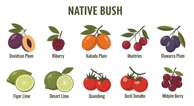 Illustration of ten varieties of native Australian bush foods with labels