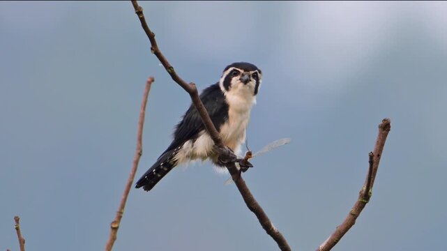 White-Legged Falconet Perched on Branch Eating a Dragonfly