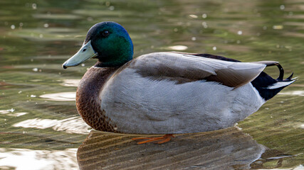 Fototapeta premium duck on the water